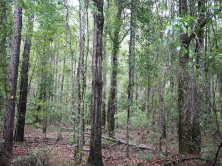 Piney Woods Photo