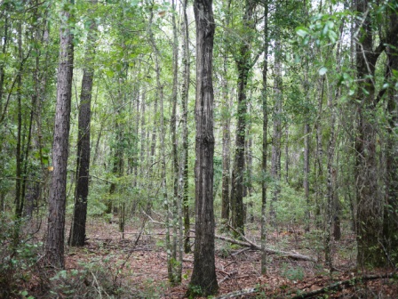 Piney Woods Photo