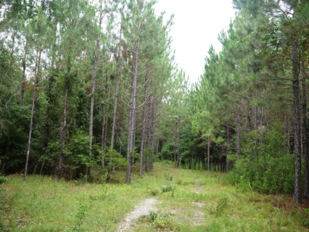 Piney Woods Photo