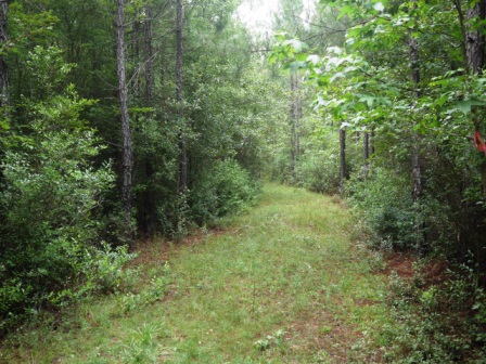 Piney Woods Photo