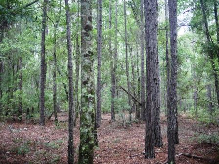 Piney Woods Photo