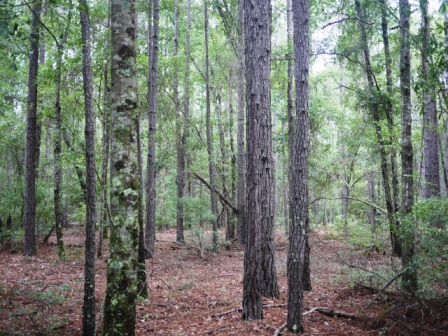 Piney Woods Photo