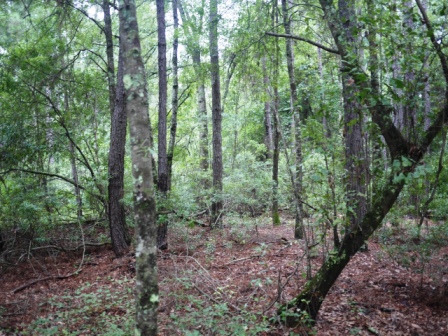 Piney Woods Photo