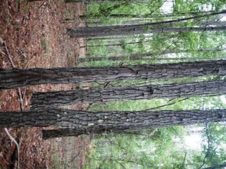 Piney Woods Photo