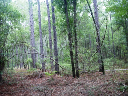 Piney Woods Photo