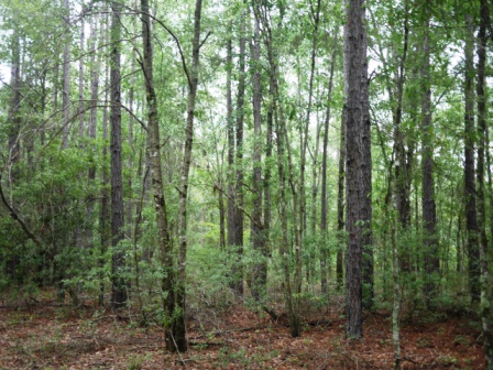 Piney Woods Photo