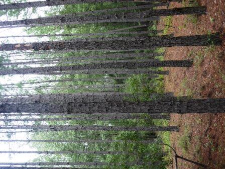 Piney Woods Photo