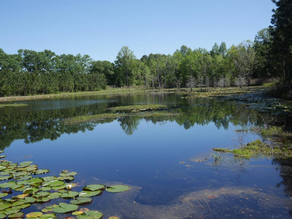 Saunders Pond Photo