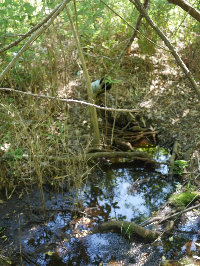 Saunders Pond Photo