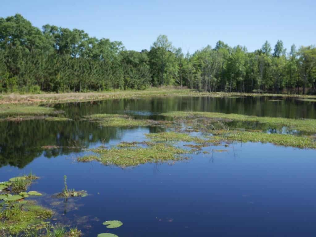 Saunders Pond Photo