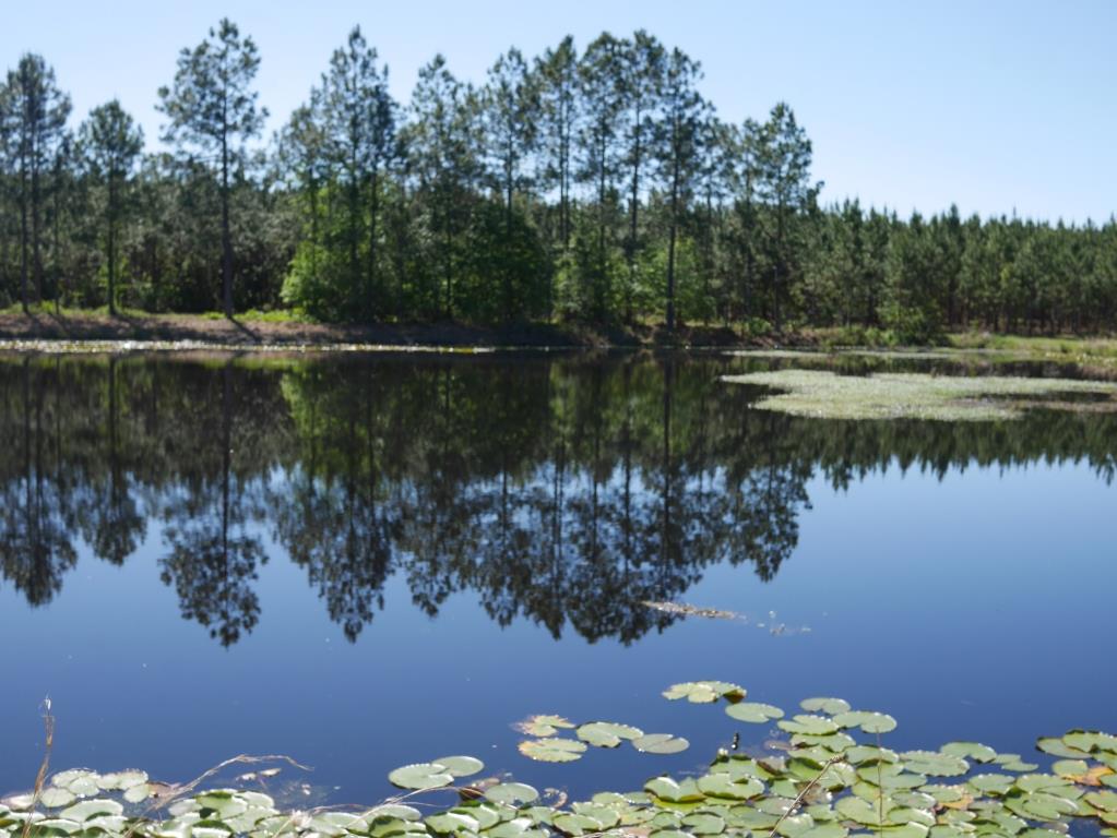 Saunders Pond Photo