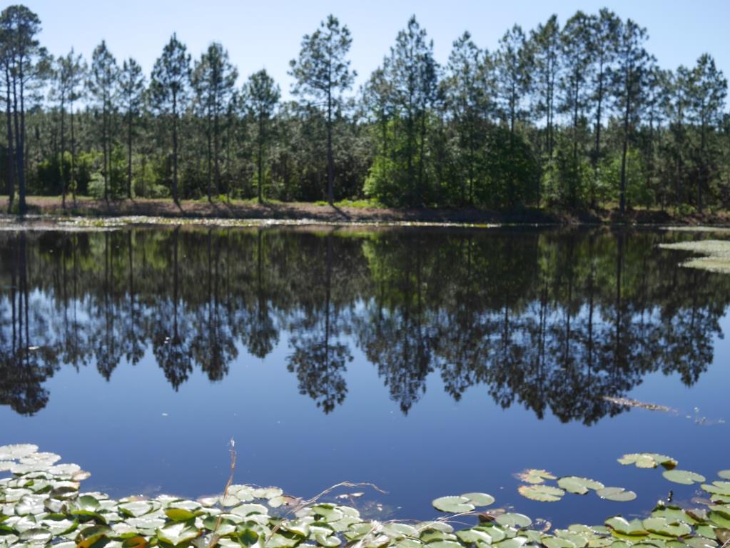 Saunders Pond Photo