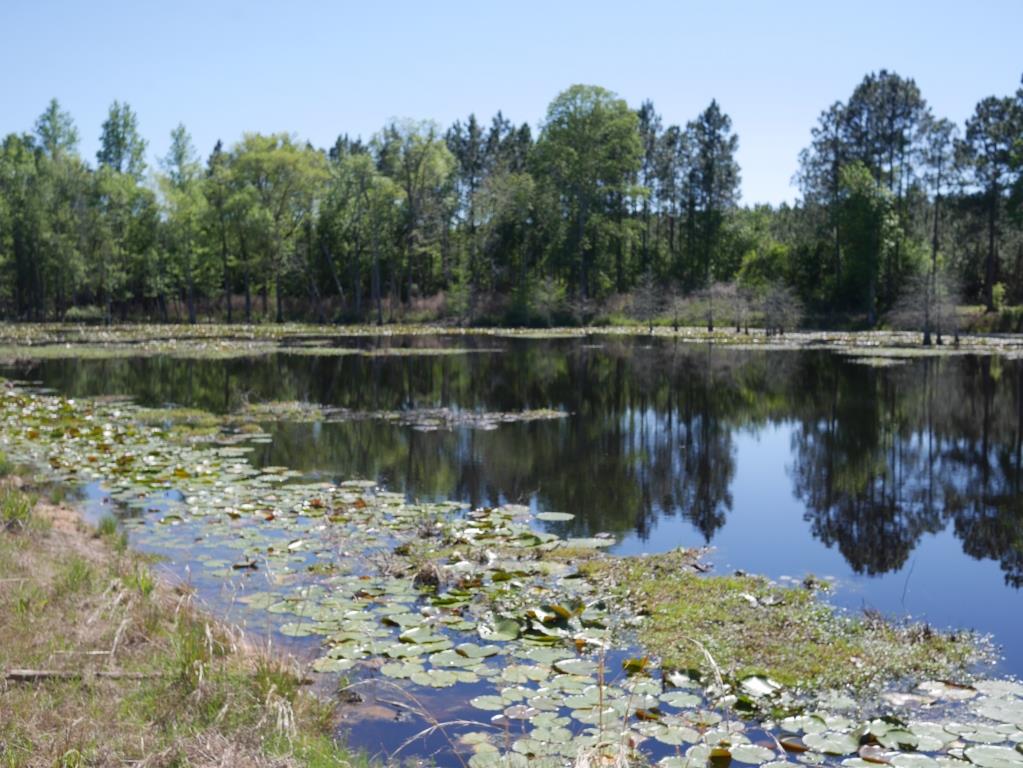 Saunders Pond Photo