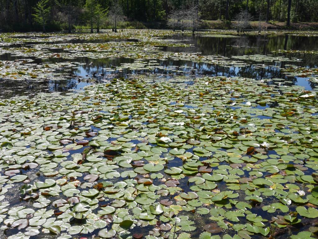 Saunders Pond Photo