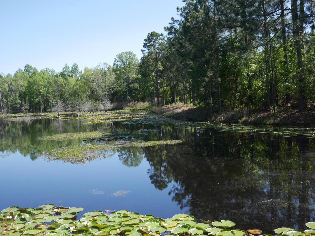 Saunders Pond Photo