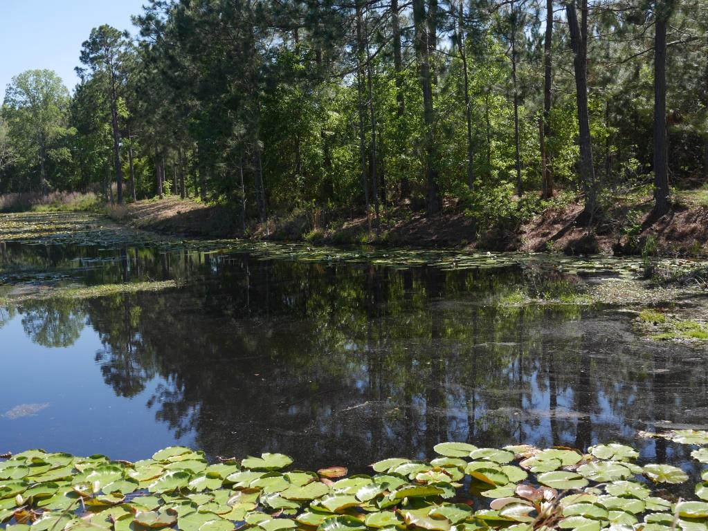 Saunders Pond Photo