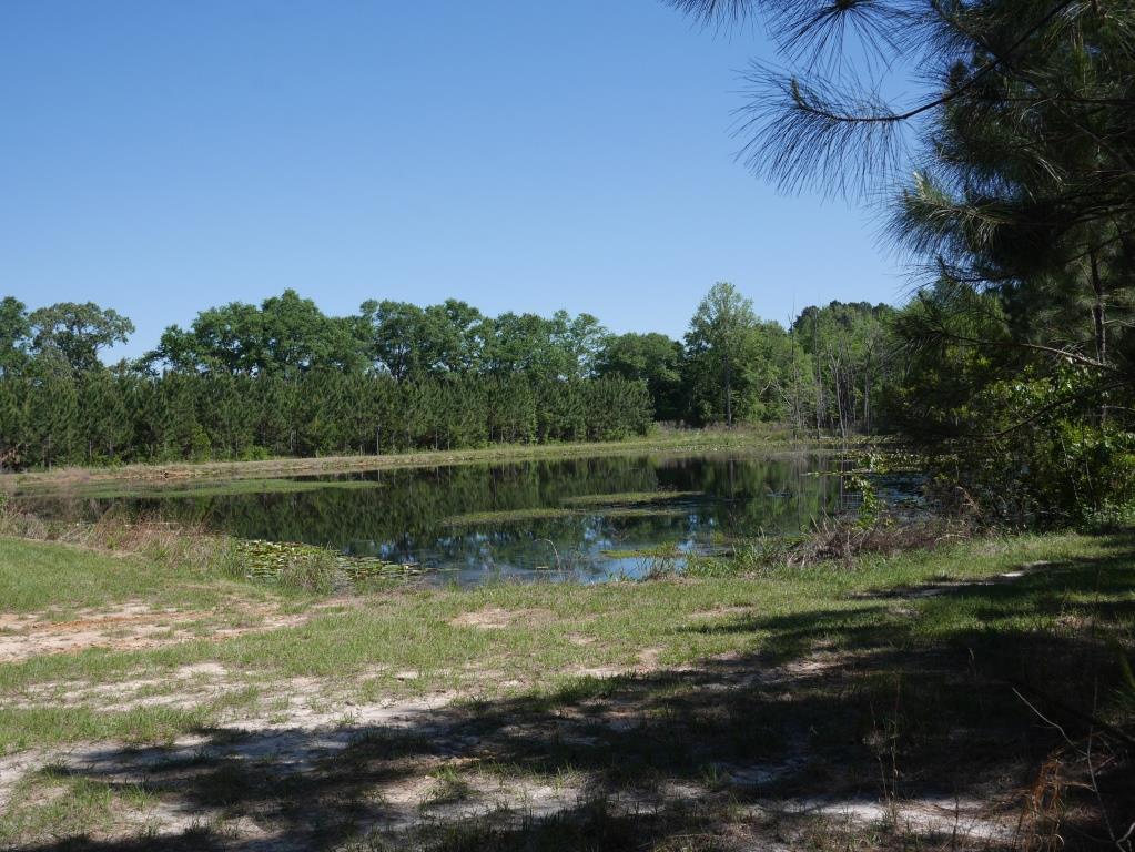 Saunders Pond Photo