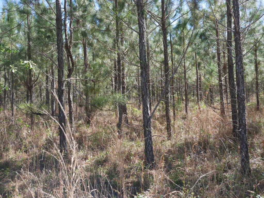 Saunders Pond Photo