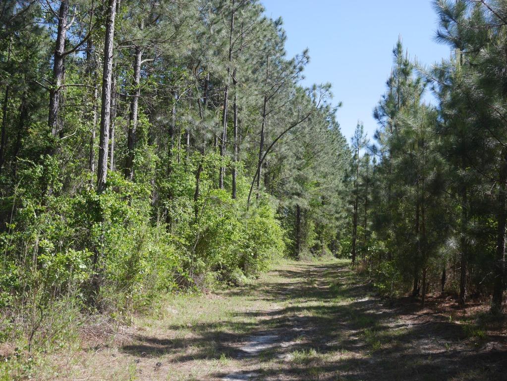 Saunders Pond Photo