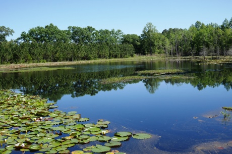 Saunders Pond