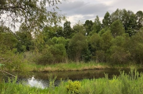 Grady Pond