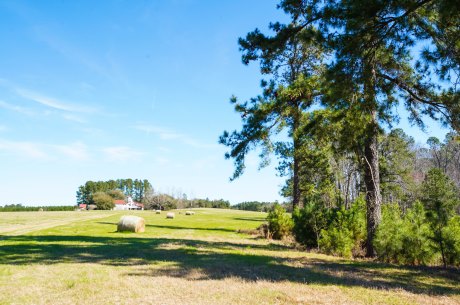 Hilltop Pastures