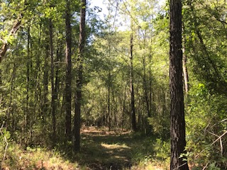 Huckleberry Road Photo