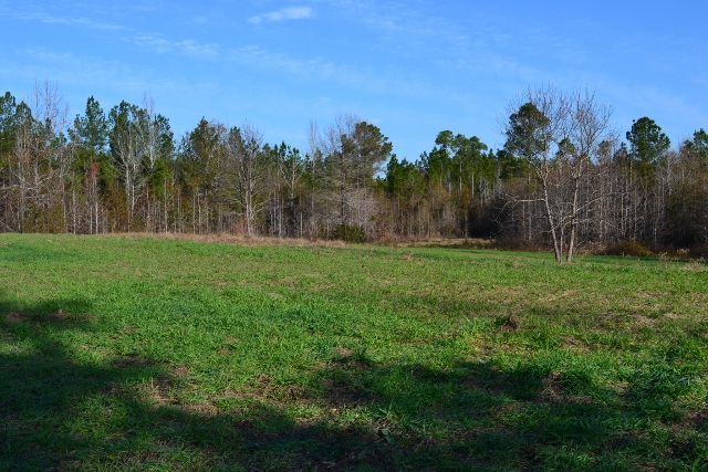 Fortner Mill Pond Photo