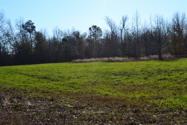 Fortner Mill Pond Photo