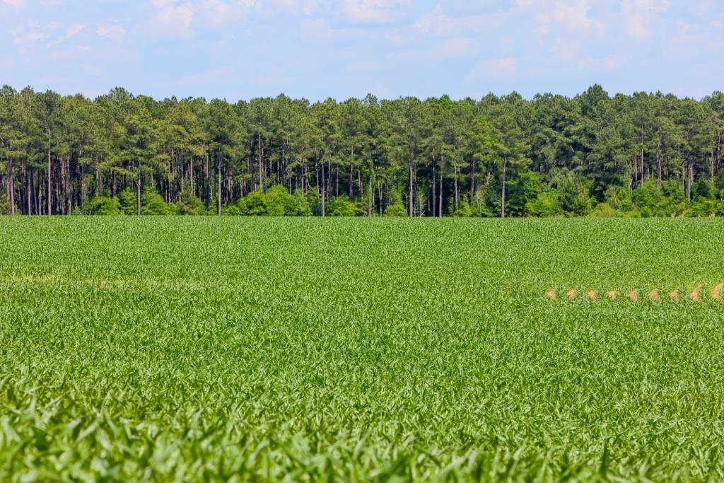 Three Bale Farm Photo