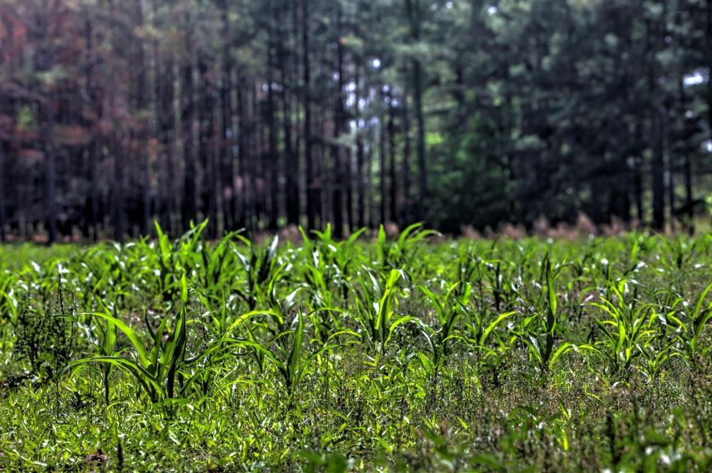 Persimmon Creek Photo