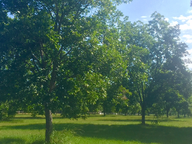 Pecan Lane Photo