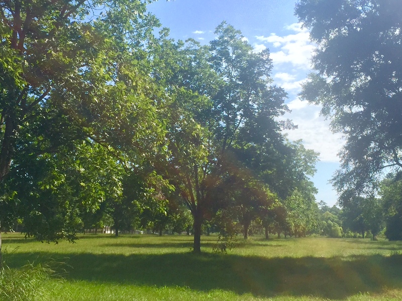 Pecan Lane Photo