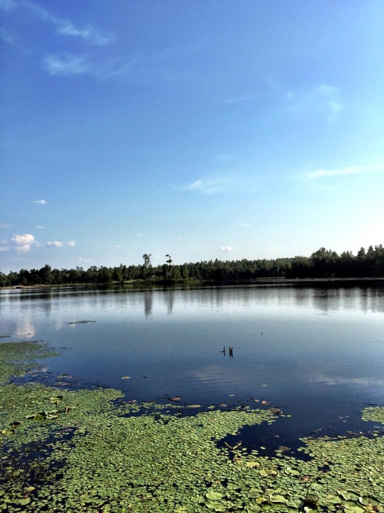 Fortner Mill Pond Photo