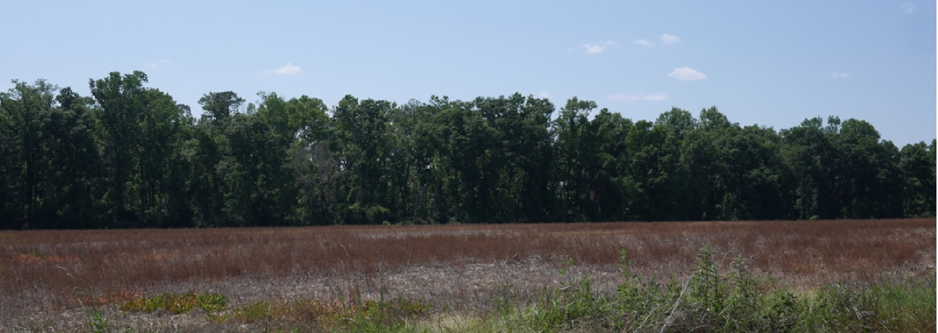 Banks Dairy Farmland Photo