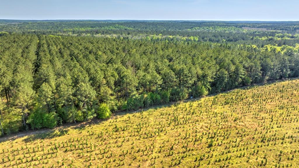 Whitewater Creek Plantation Photo