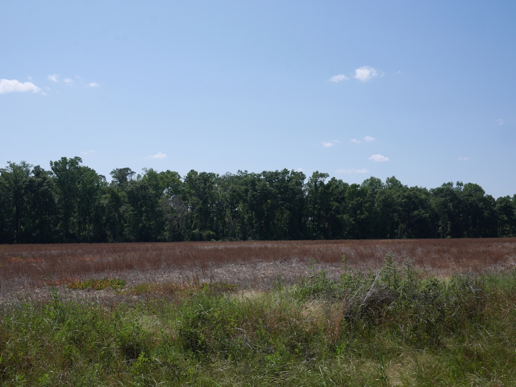 Banks Dairy Farmland Photo