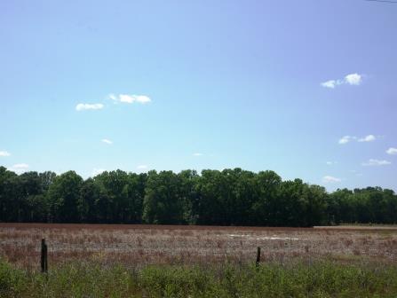 Banks Dairy Farmland Photo