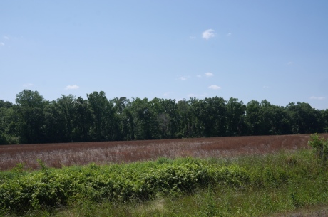 Banks Dairy Farmland