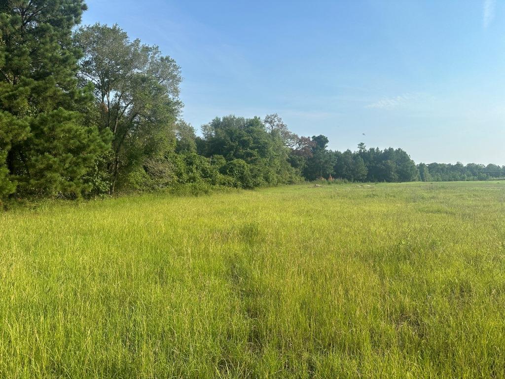 Hwy 301 Sod Farm Photo