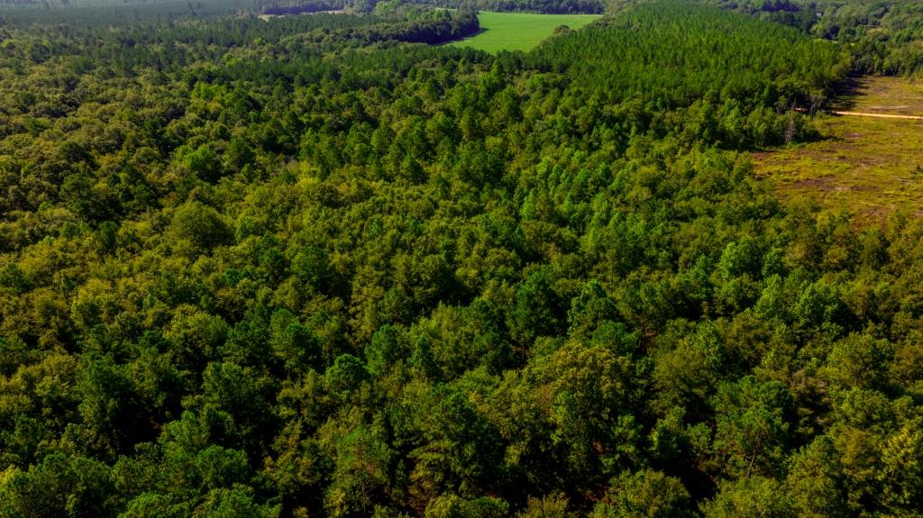 Edenfield Road Hunting Tract Photo