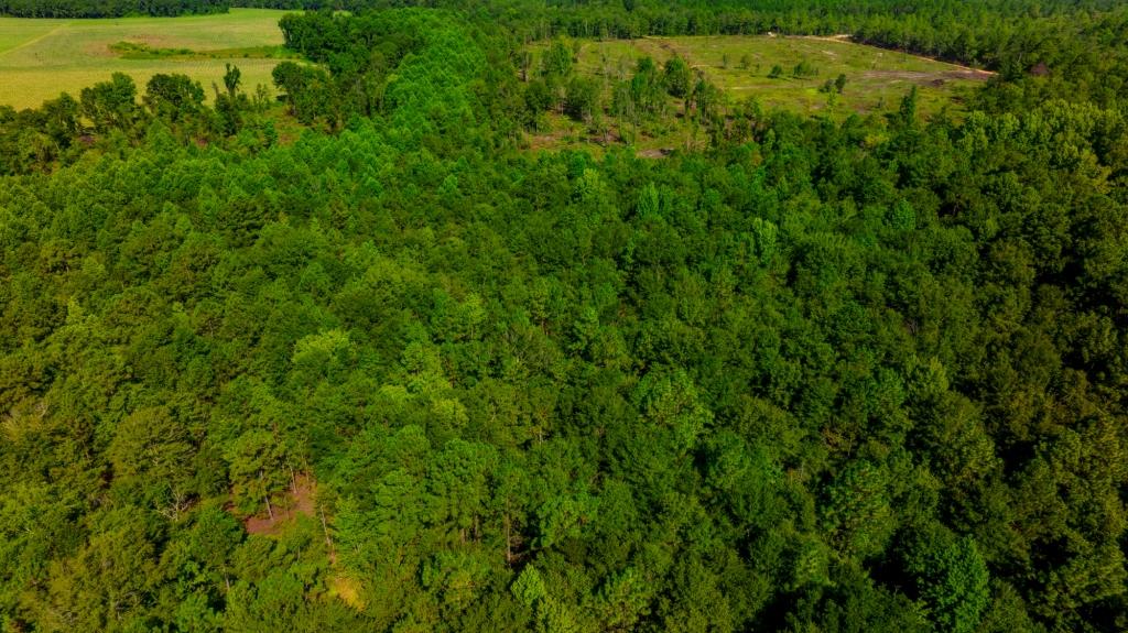 Edenfield Road Hunting Tract Photo