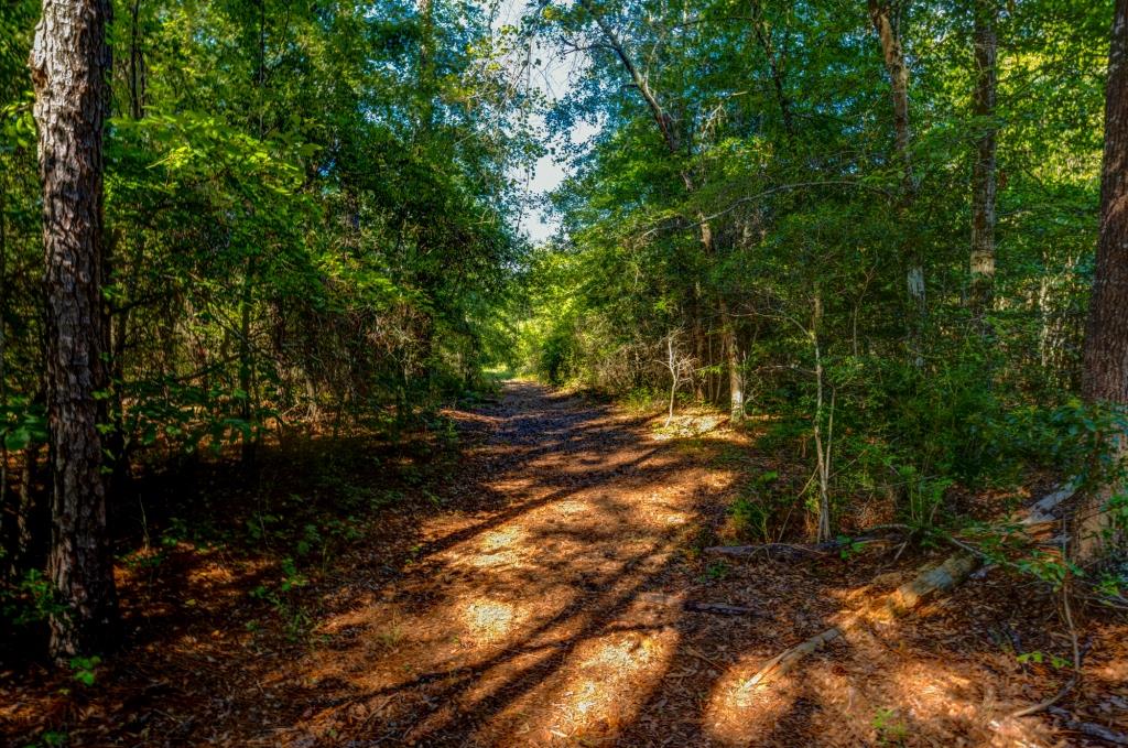 Wilcox Hunting & Homeplace Photo