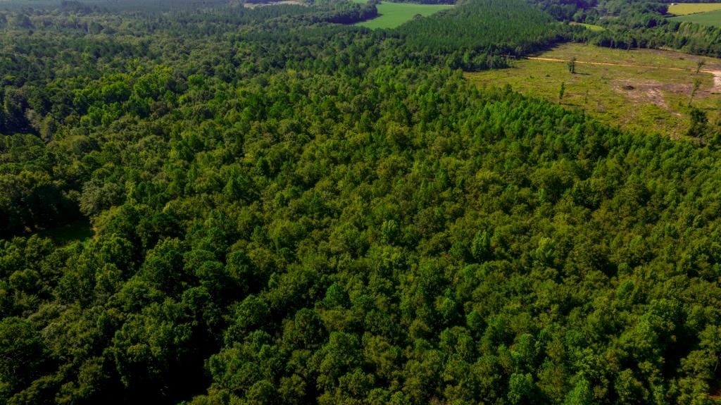 Edenfield Road Hunting Tract Photo