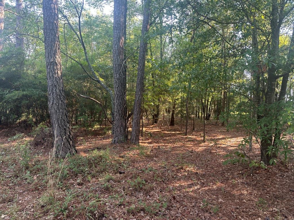 Hwy 301 Sod Farm Photo