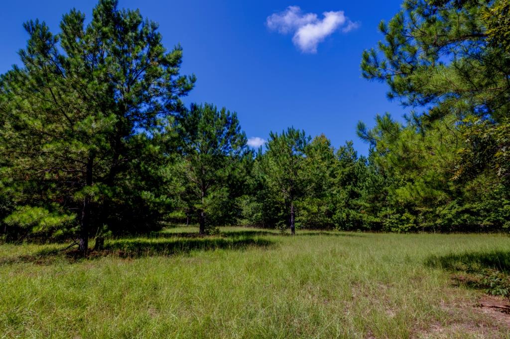 Wilkinson Forest Farm Photo