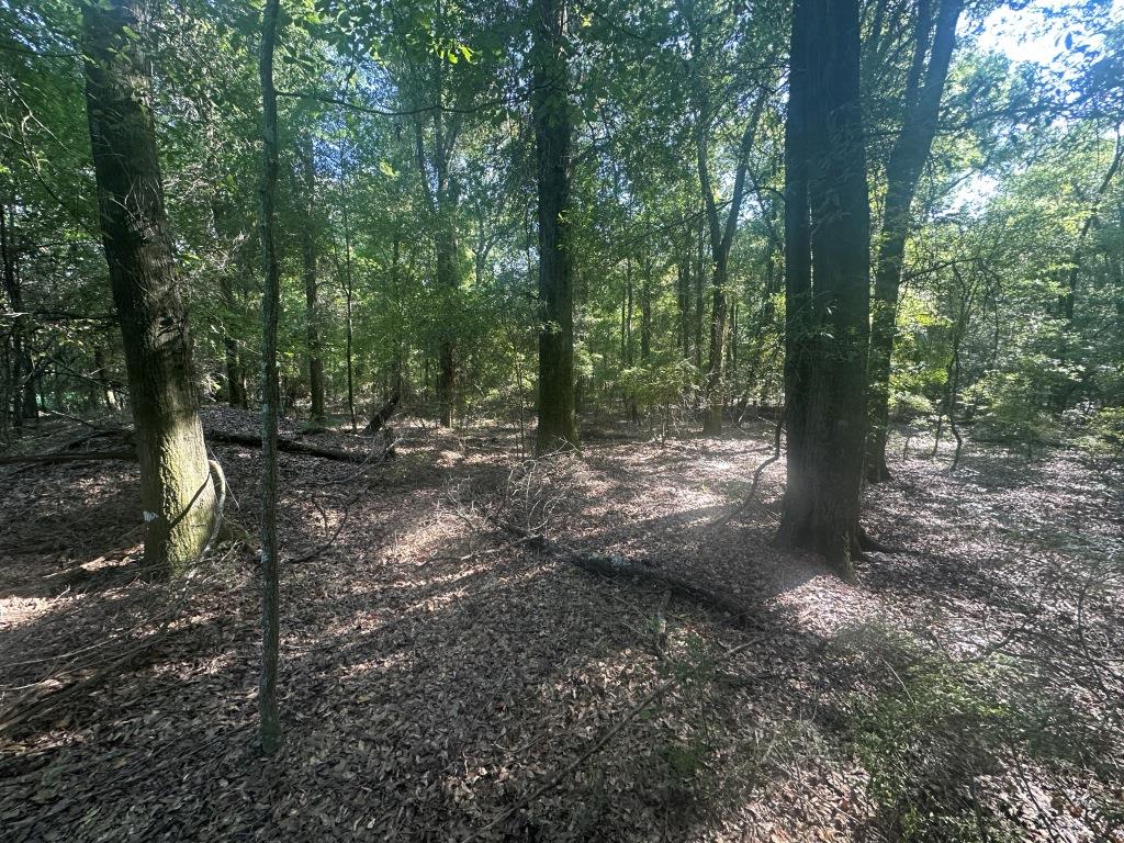 Beaver Dam Creek Photo