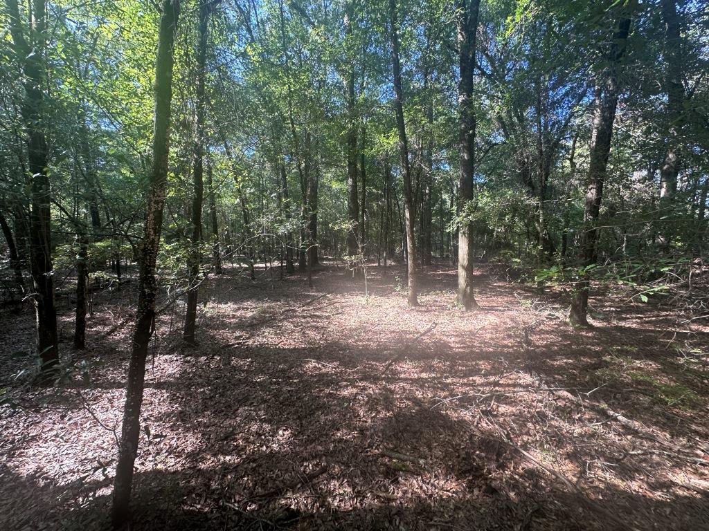 Beaver Dam Creek Photo