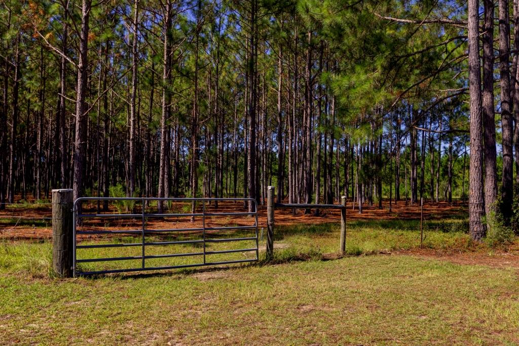 White Tail Homeplace Photo