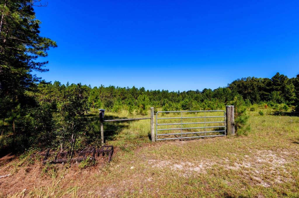 White Tail Homeplace Photo